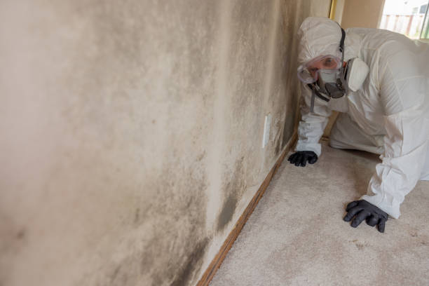 Best Black Mold Removal  in Lyons, GA